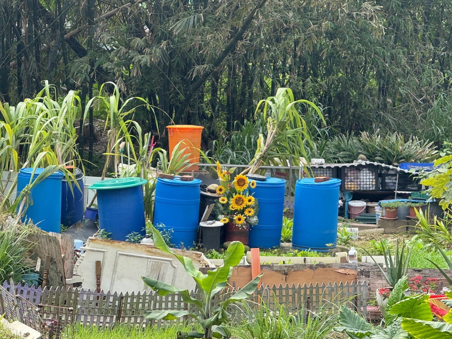 113(下)花兒在哪裡?