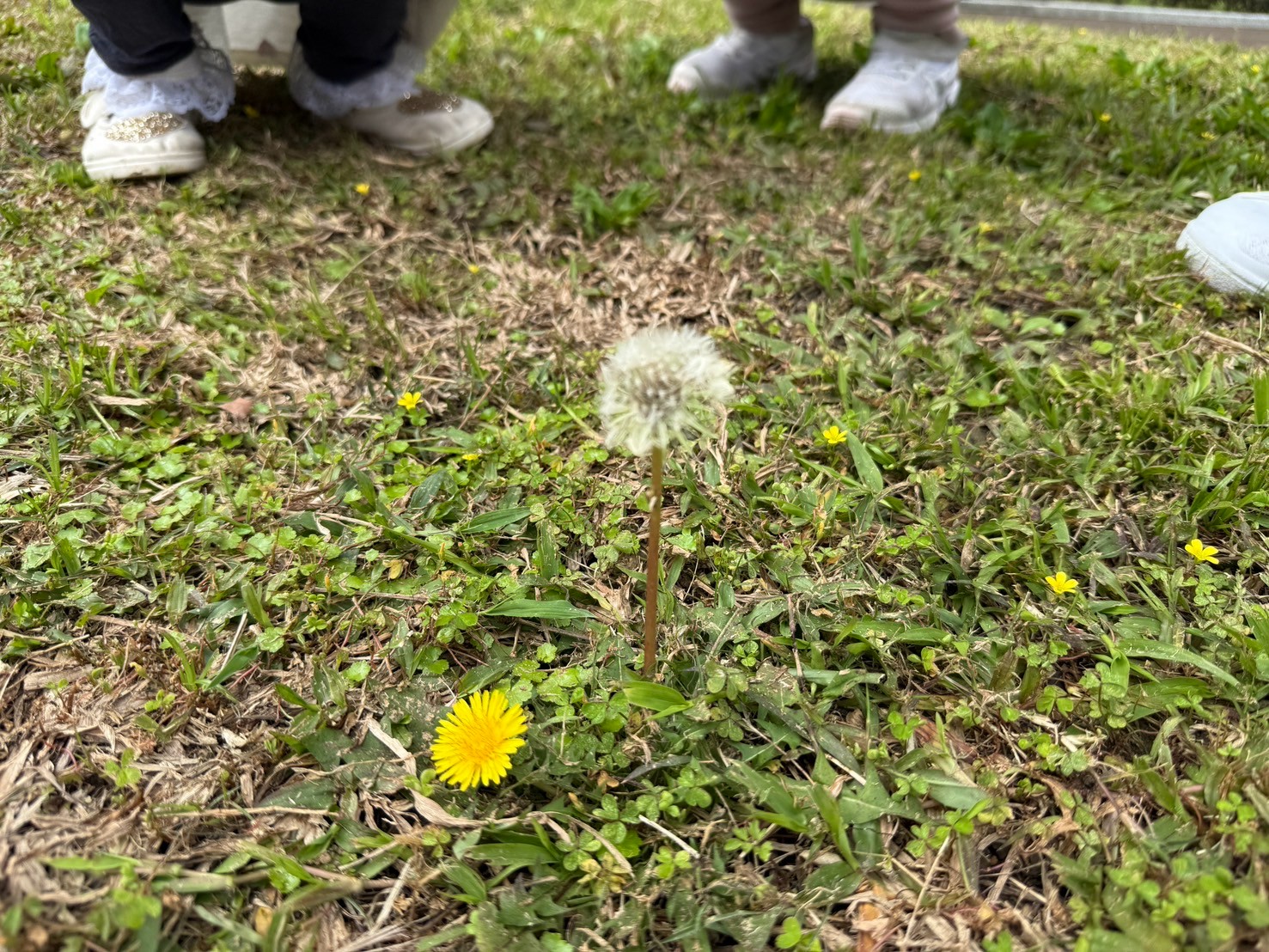 113(下)花兒在哪裡?